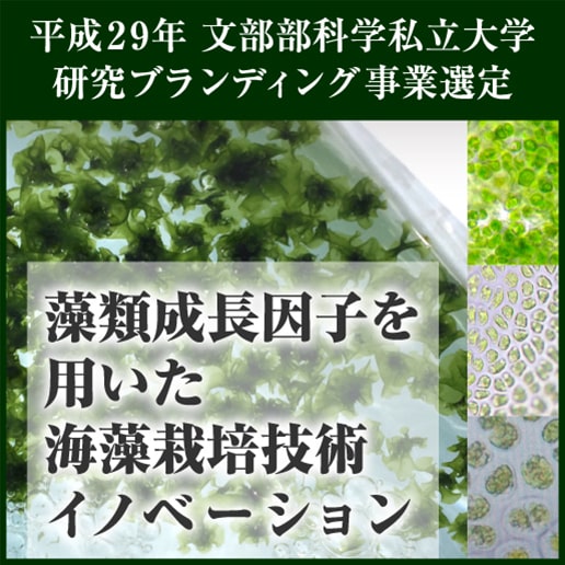 徳島文理大学 藻類成長因子を用いた海藻栽培技術イノベーション