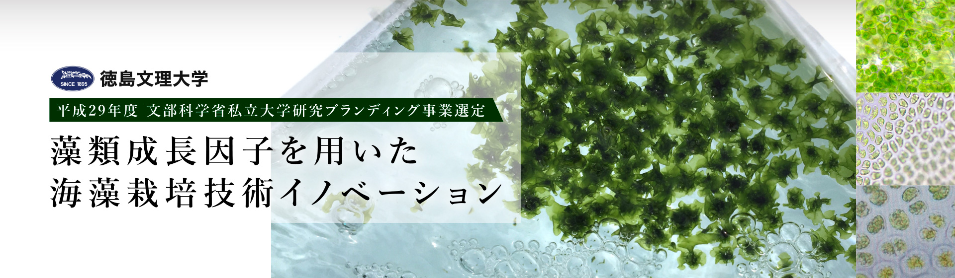 藻類成長因子を用いた海藻栽培技術イノベーション