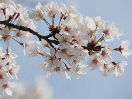 満開の桜