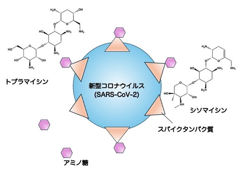 aminoglycoside model