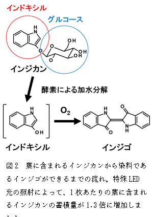 ナノ4
