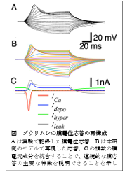 スクリーンショット 2026-07-07 111424 ゾウリムシ
